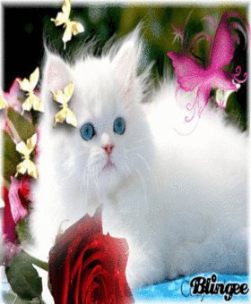 beautiful flowers35.jpg