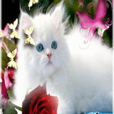 beautiful flowers35