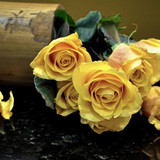 beautiful flowers52