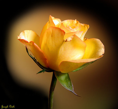 beautiful flowers47.jpg