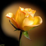 beautiful flowers47