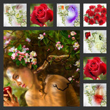 beautiful flowers11