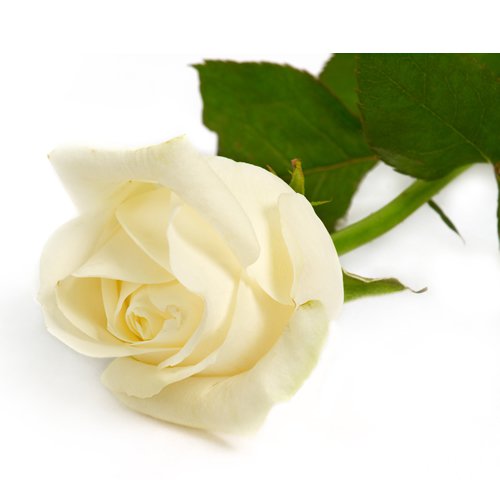beautiful flowers42.jpg