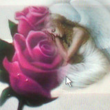 beautiful flowers49