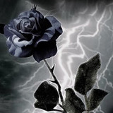 beautiful flowers41