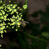 DSC 0019