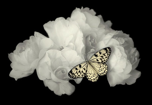 Blanc Belle image 24.jpg