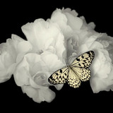 Blanc Belle image 24