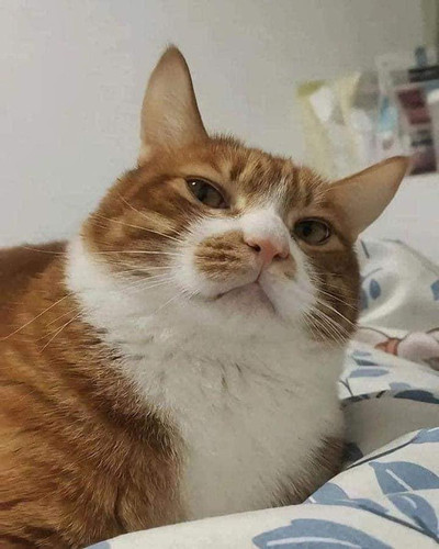 450252849 493120553376504 6084873973660913035 n.jpg