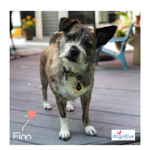 Dog Behaviour Training Dublin.jpg