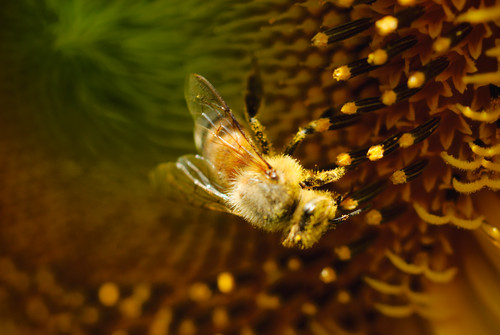 Bee and Core.jpg