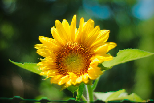 Rikenon 50 Sunflower Far.jpg