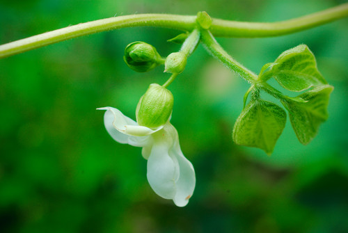 Green Beans Flowers