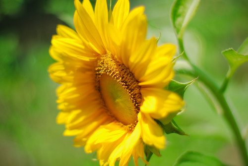 Rikenon 50 Sunflower