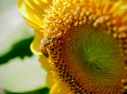 Bee on Sunflower.jpg