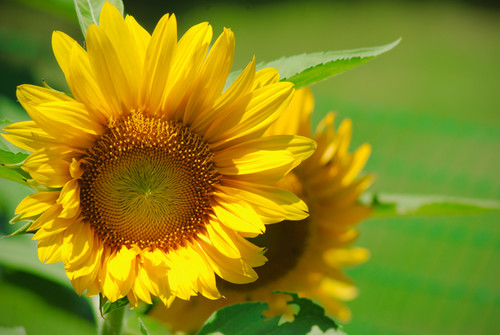 Sunflower 200mm.jpg