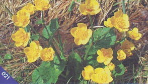 PENNY My máme rádi Česko 021.jpg