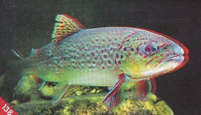 PENNY My máme rádi Česko 138.jpg