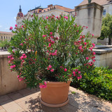 IMG 20240709 130145