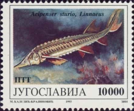 Tumblr l 77851372508529.jpg