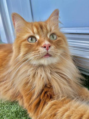 450335326 1088179202672171 9211917130973424927 n.jpg