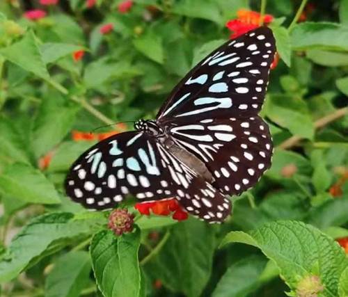 JPEG 20240708 124950 559516049848517559.jpg