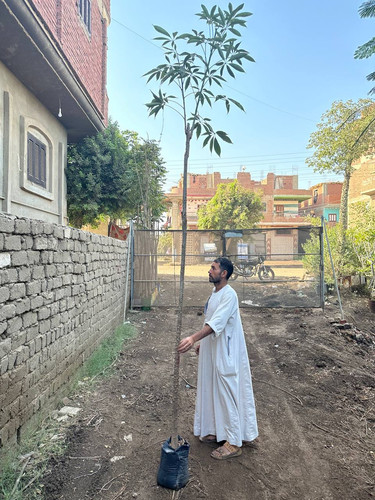 Bombax 2 2.5 (2).jpg