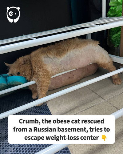 Crumb 4.jpg