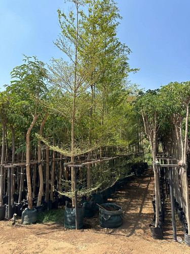 termenalia 2 3 (1).jpg