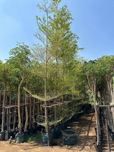 termenalia 2 3 (2).jpg