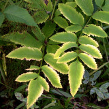 DSC 0017