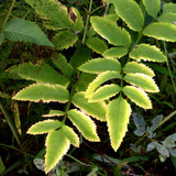 DSC 0016