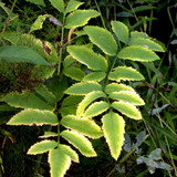 DSC 0018