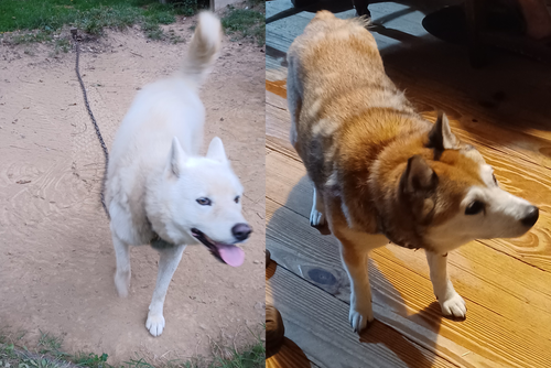 Raistlin and Tika.png