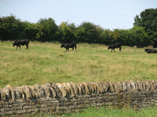 IMG 20240817 093910.jpg