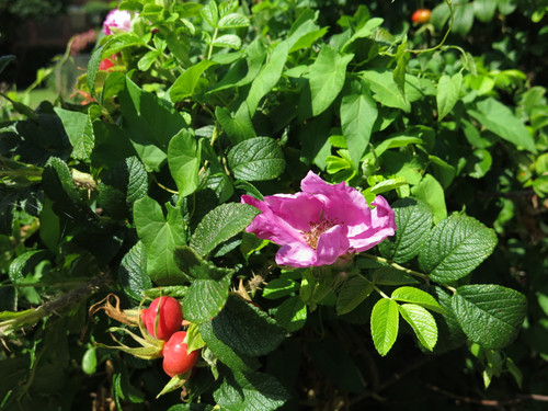 IMG 20240816 105518.jpg