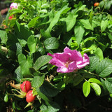 IMG 20240816 105518
