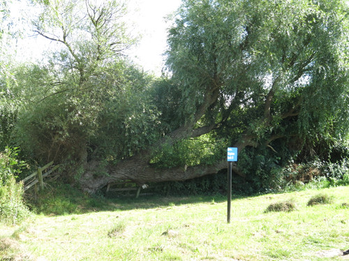 IMG 20240816 141711.jpg