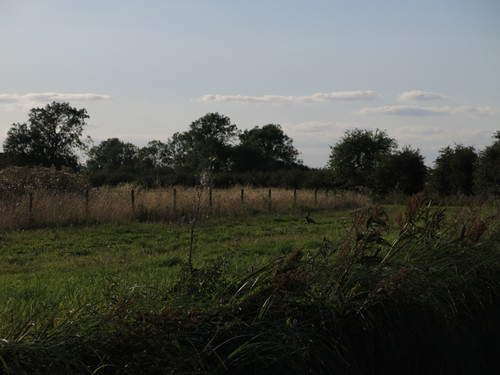 IMG 20240816 173639.jpg