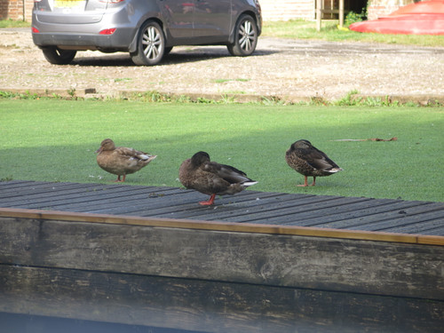 IMG 20240815 075139.jpg