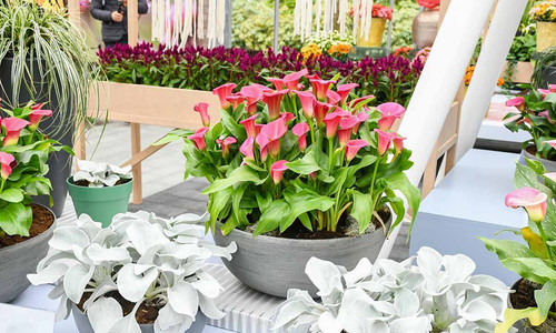 callalily2404.jpg