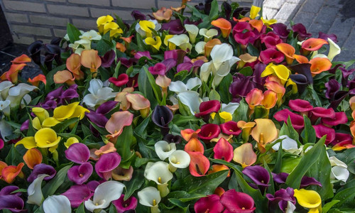 callalily2401.jpg