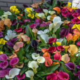 callalily2401