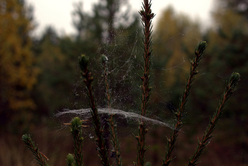 IMG 2331.jpg