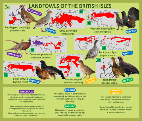 Landfowl of the British isles.png