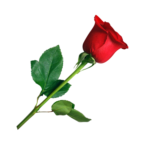 Roze.png