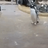 1000044866.gif