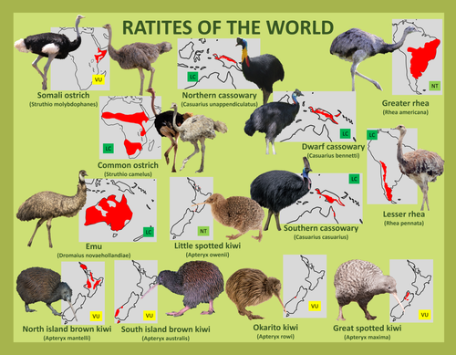 Ratites of the world.png