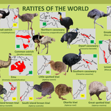 Ratites of the world