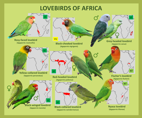Lovebirds of Africa.png